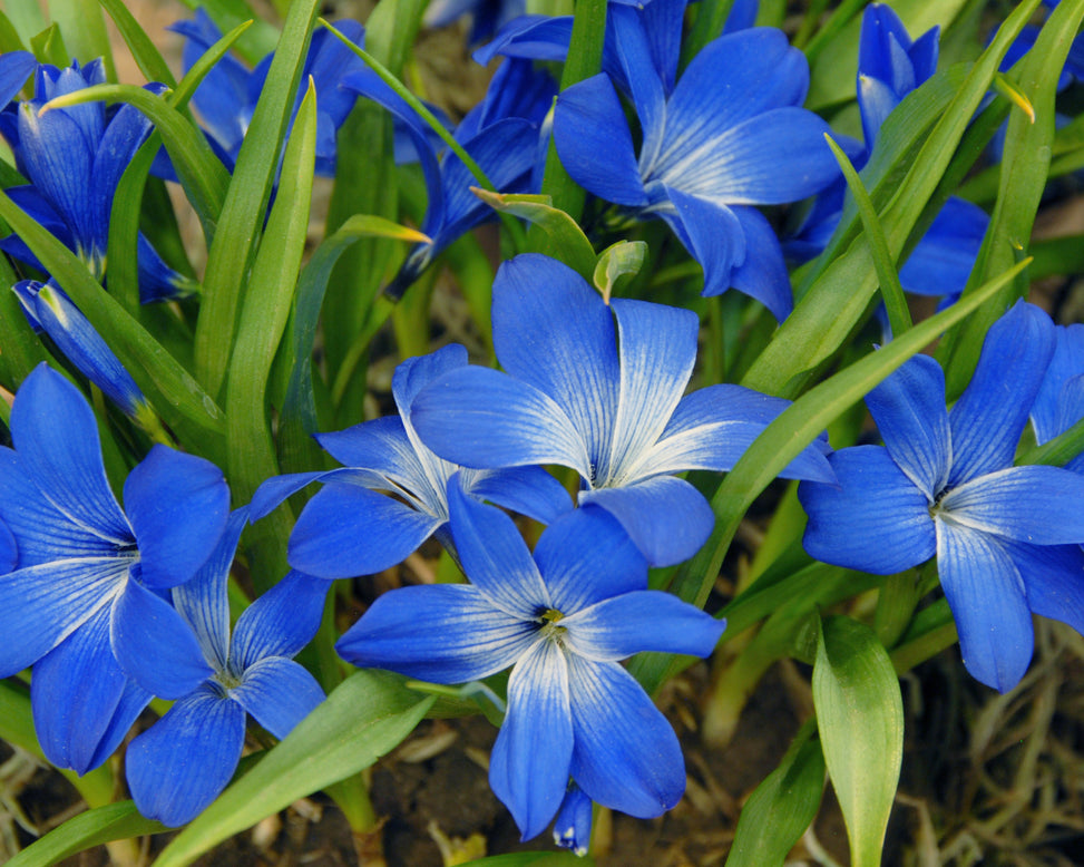 Tecophilaea cyanocrocus