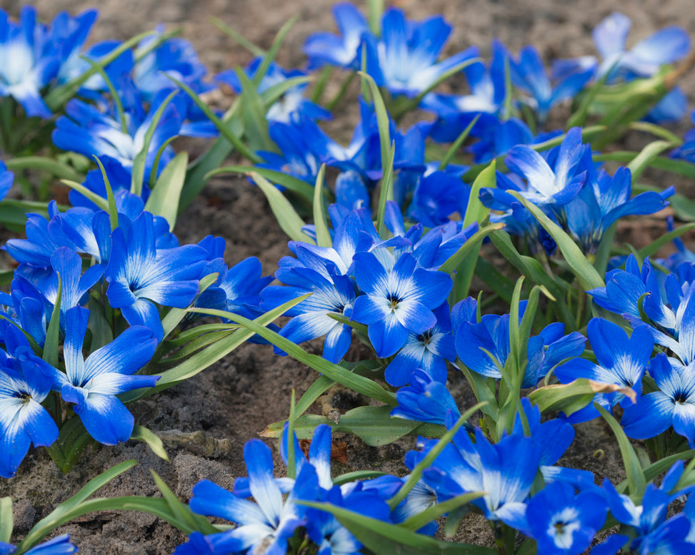 Tecophilaea cyanocrocus