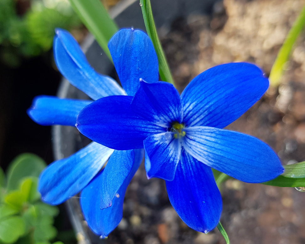 Tecophilaea cyanocrocus