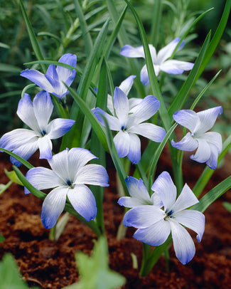 Tecophilaea 'Leichtlinii' Tecophilaea 'Leichtlinii'