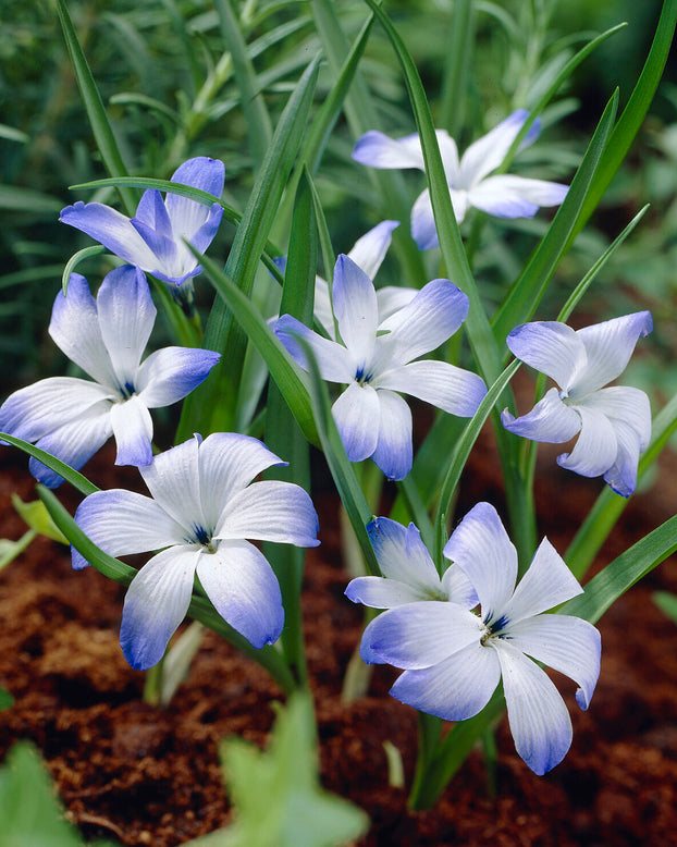 Tecophilaea 'Leichtlinii'