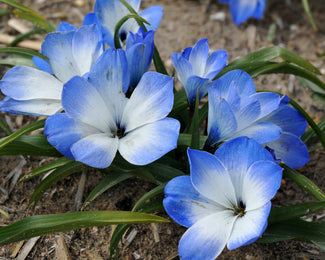 Tecophilaea 'Leichtlinii' Tecophilaea 'Leichtlinii'