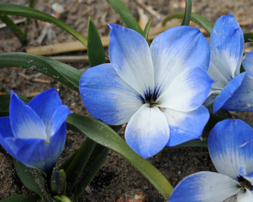 Tecophilaea 'Leichtlinii'