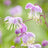 Thalictrum