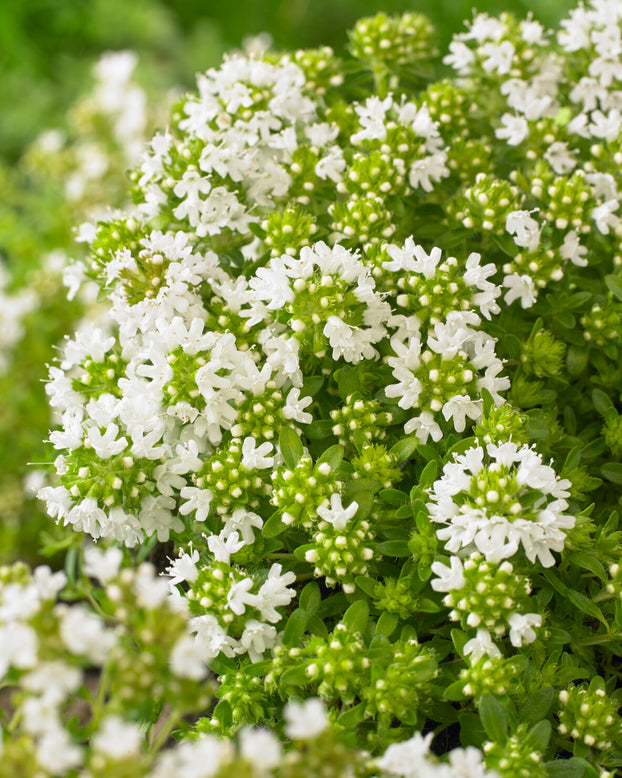 Thymus 'Albiflorus'