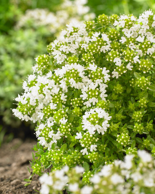 Thymus 'Albiflorus'