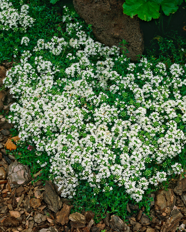 Thymus 'Albiflorus'