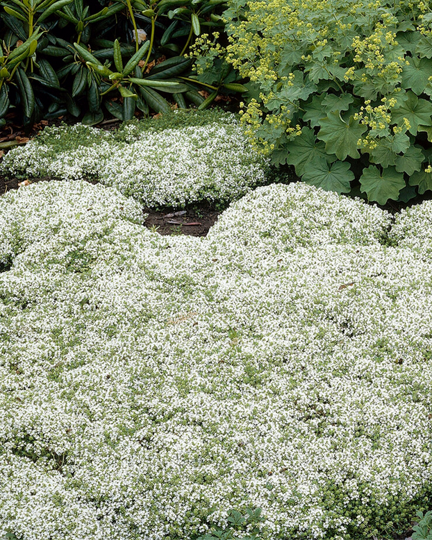 Thymus 'Albiflorus'