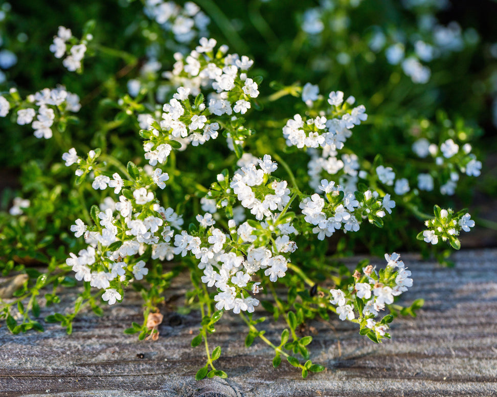 Thymus 'Albiflorus'