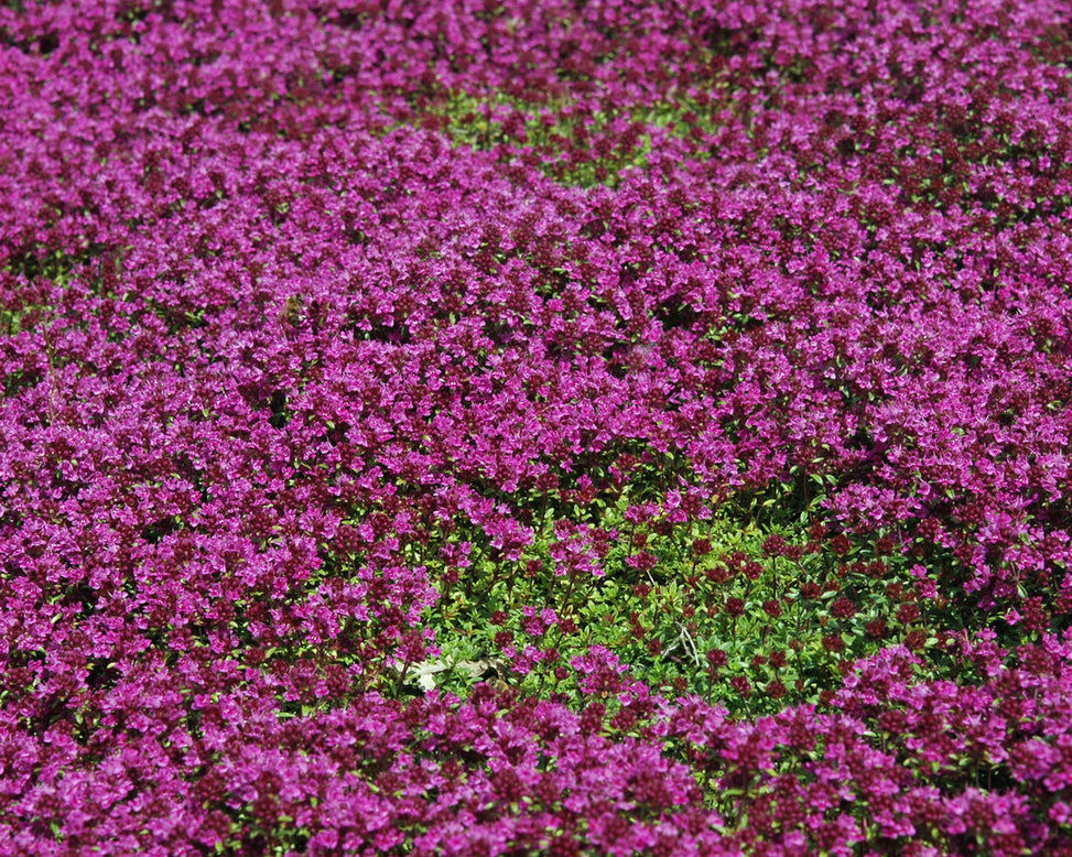 Thymus 'Coccineus'