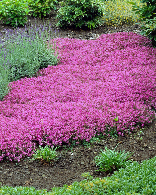 Thymus 'Coccineus'