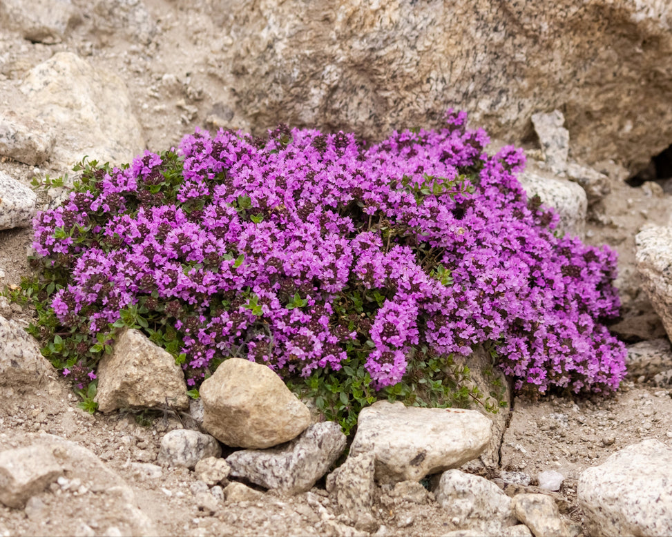 Thymus 'Coccineus'