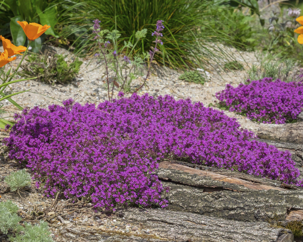 Thymus 'Coccineus'