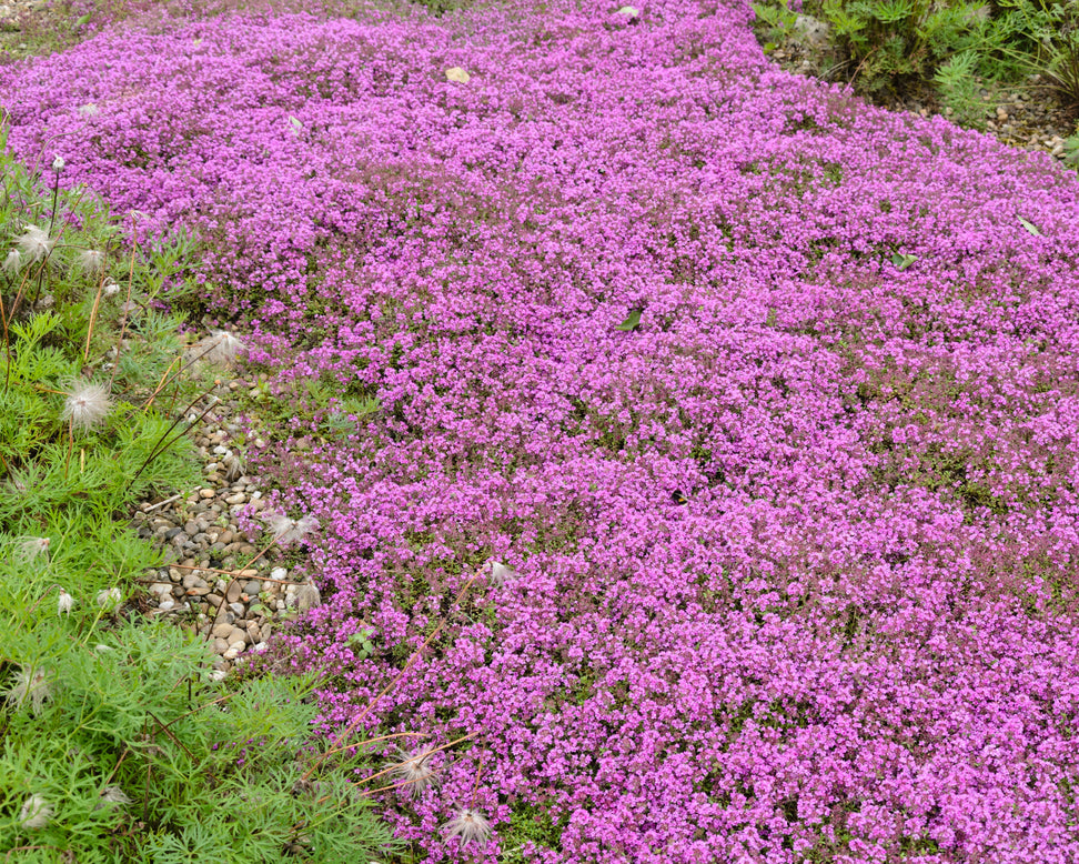 Thymus 'Coccineus'