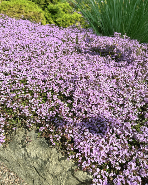 Thymus serpyllum