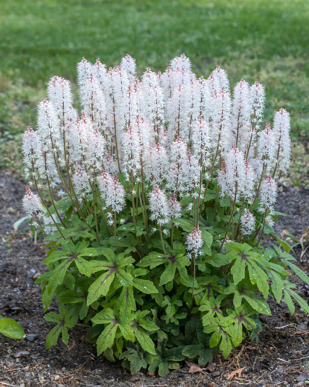 Tiarella 'Spring Symphony'