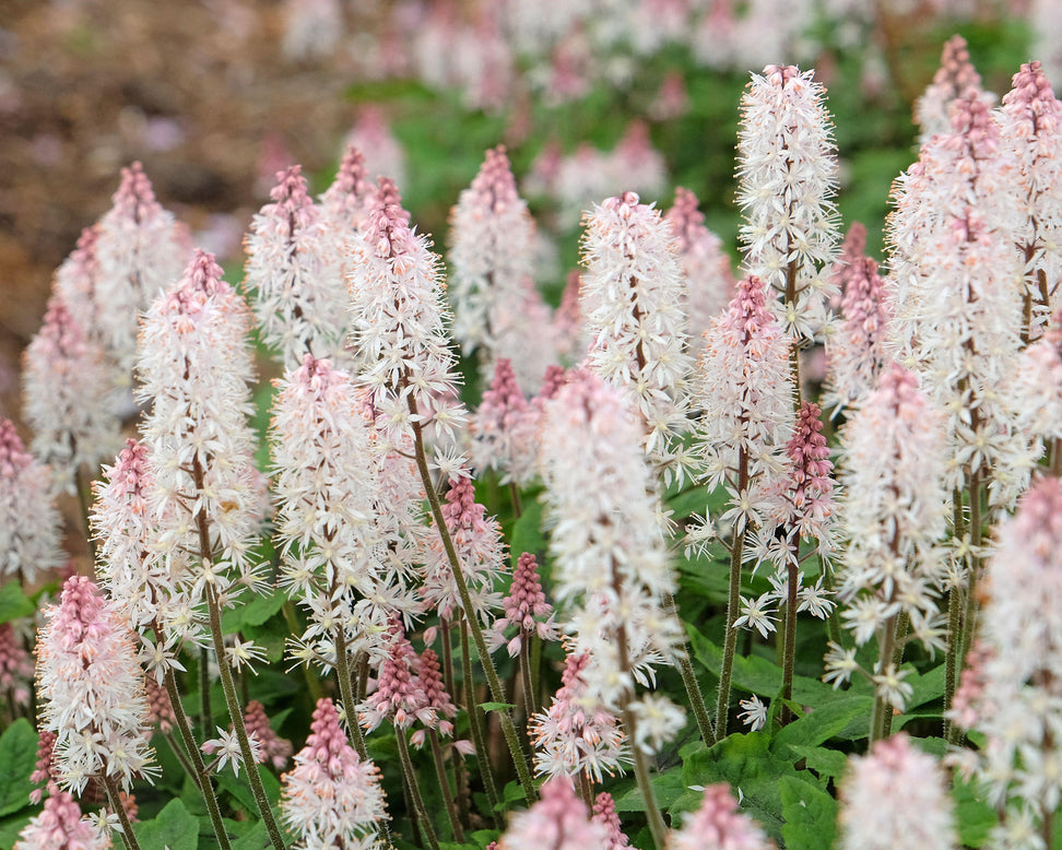 Tiarella 'Spring Symphony'