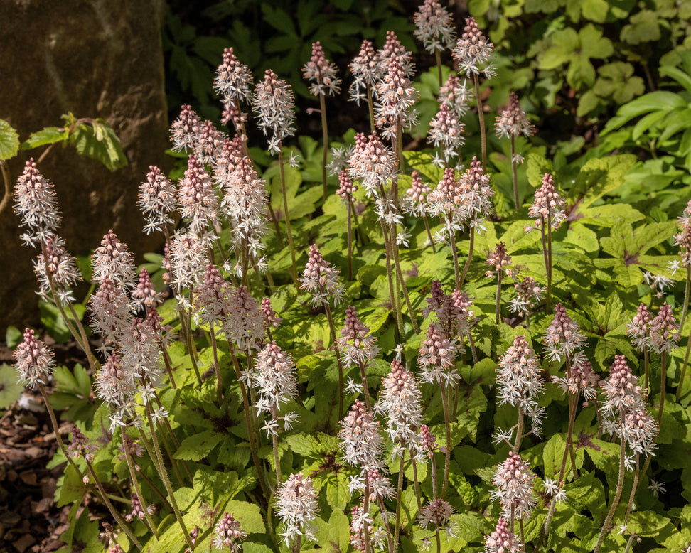 Tiarella 'Spring Symphony'