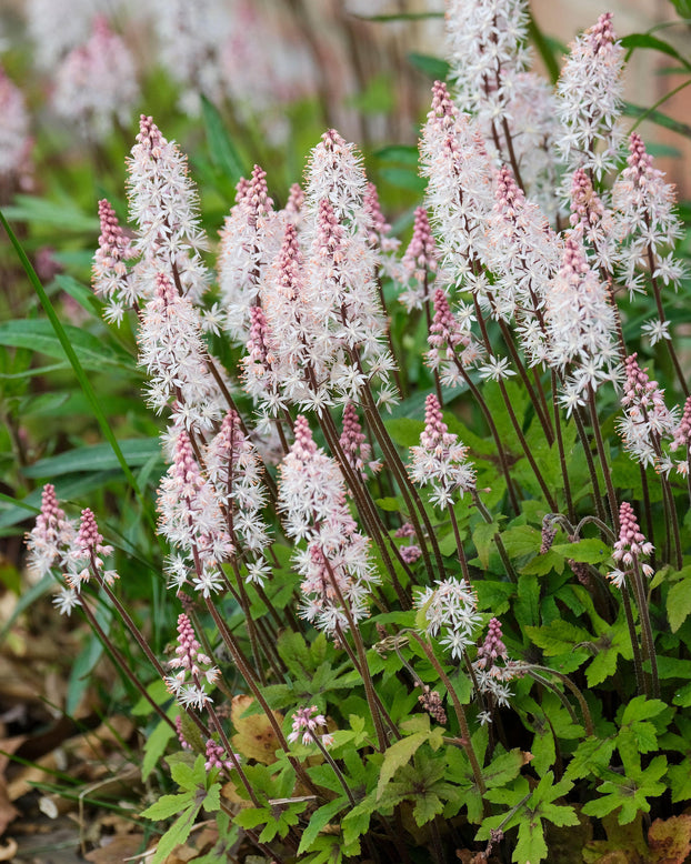 Tiarella 'Spring Symphony'