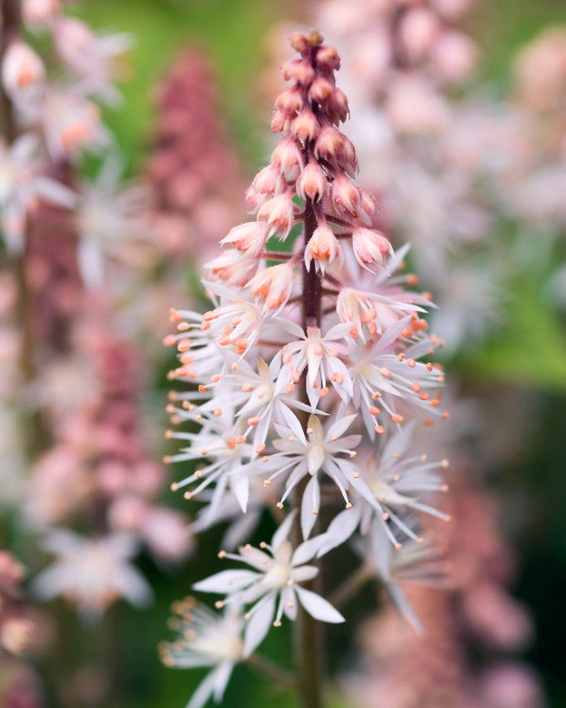 Tiarella 'Spring Symphony'