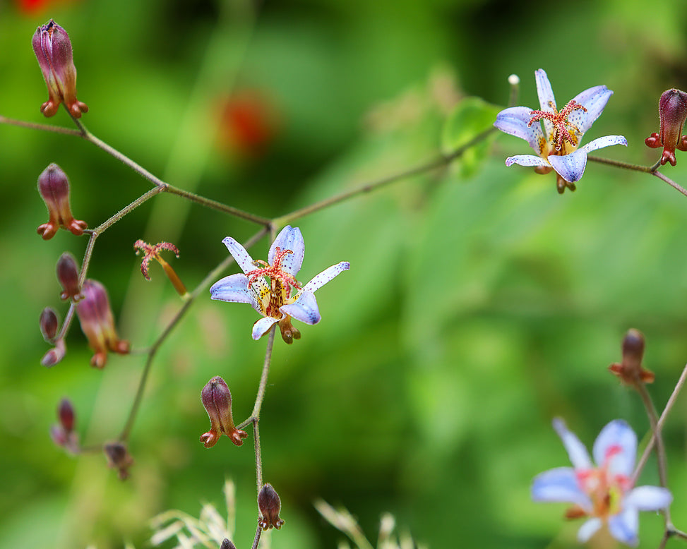 Tricyrtis 'Blue Wonder'