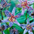 Tricyrtis