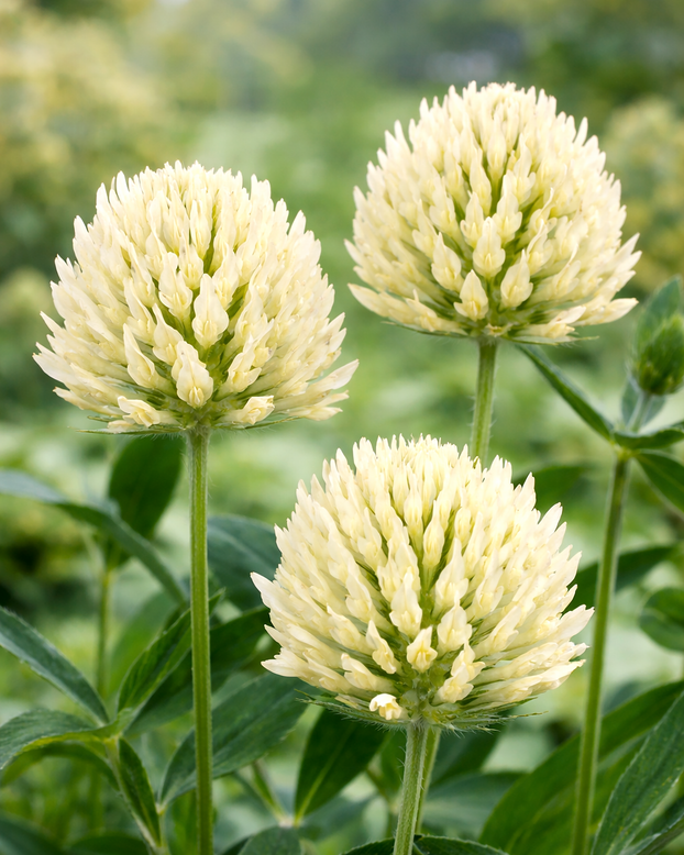 Trifolium ochroleucon