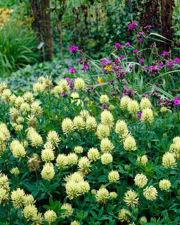 Trifolium ochroleucon