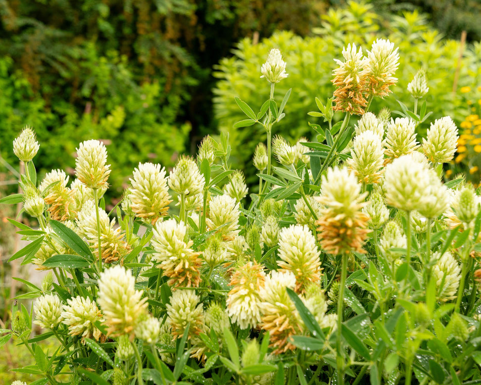 Trifolium ochroleucon