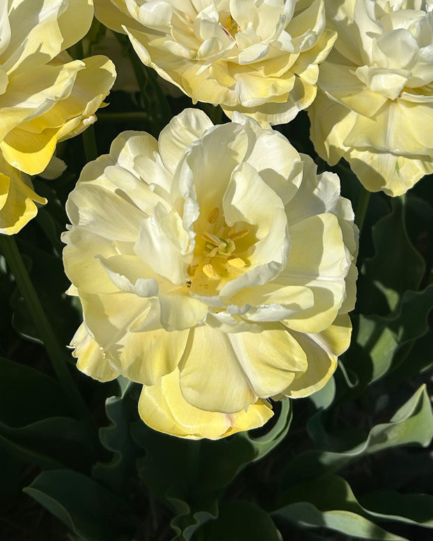 Tulip 'Wedding Dream'