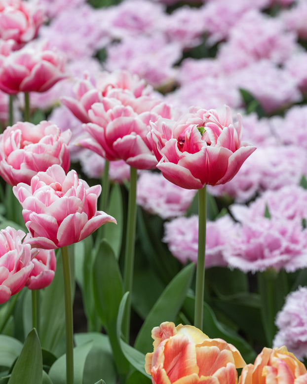 Tulip 'Let's Dance'