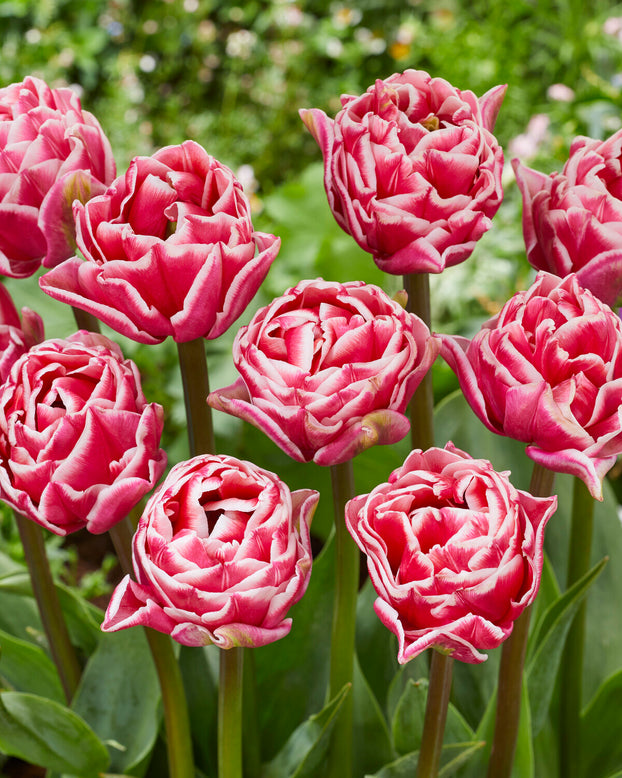 Tulip 'Let's Dance'