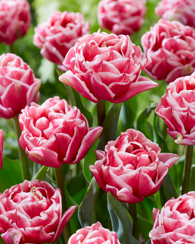 Tulip 'Let's Dance'