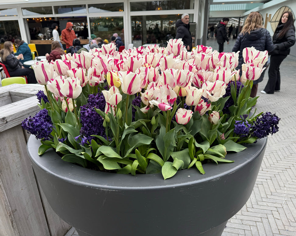 Tulip 'Alise'