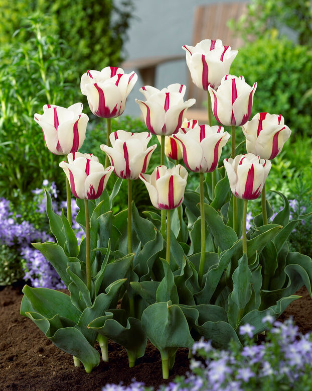 Tulip 'Alise'