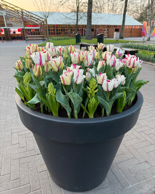 Tulip 'Alise'