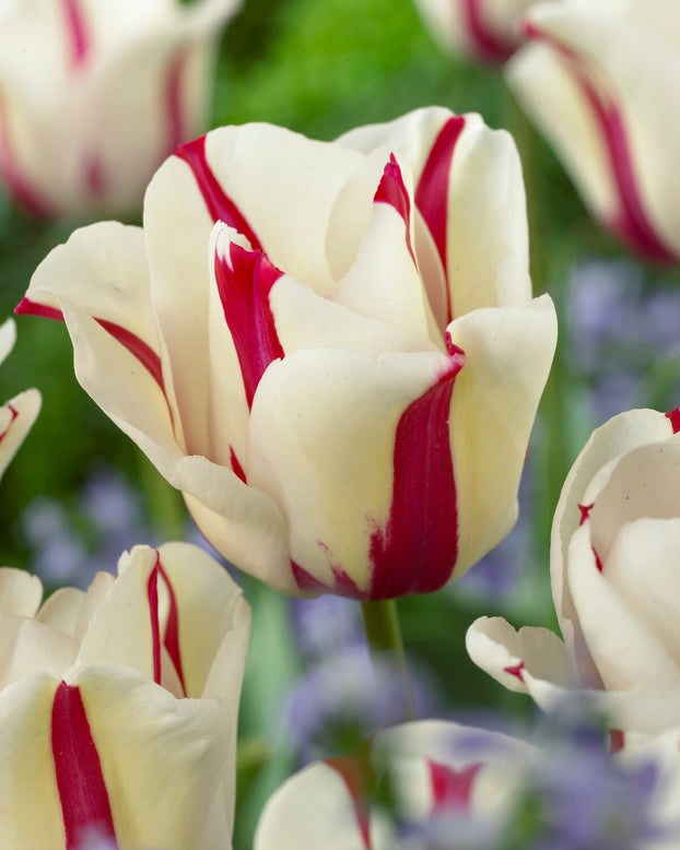 Tulip 'Alise'