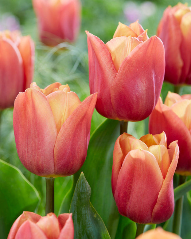 Tulip 'Amaru'