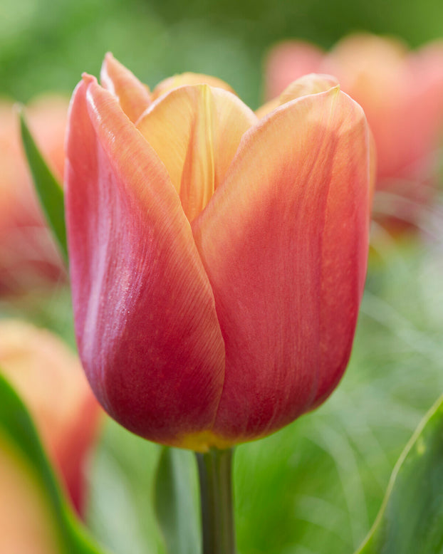 Tulip 'Amaru'