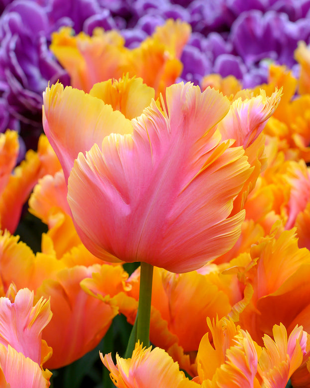 Tulip 'Amazing Parrot'