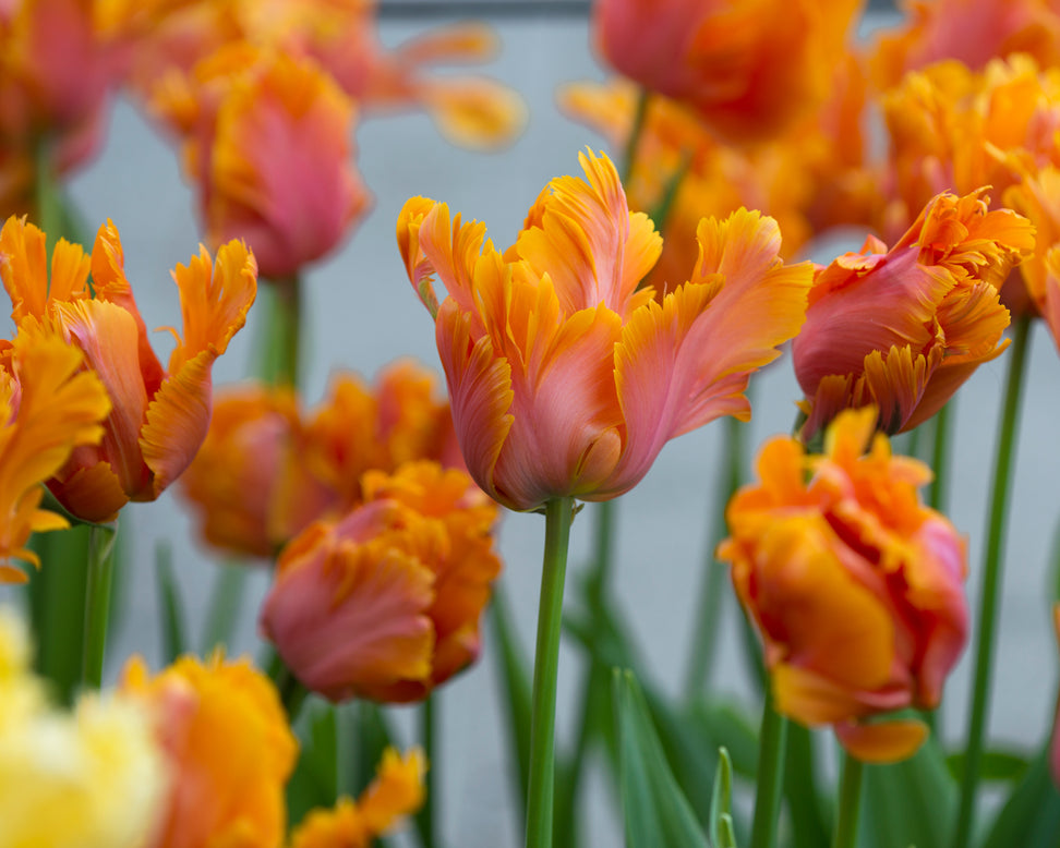 Tulip 'Amazing Parrot'