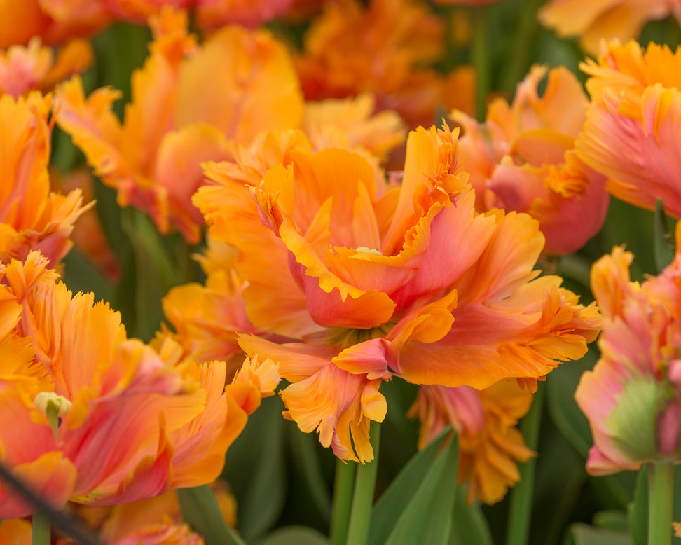 Tulip 'Amazing Parrot'