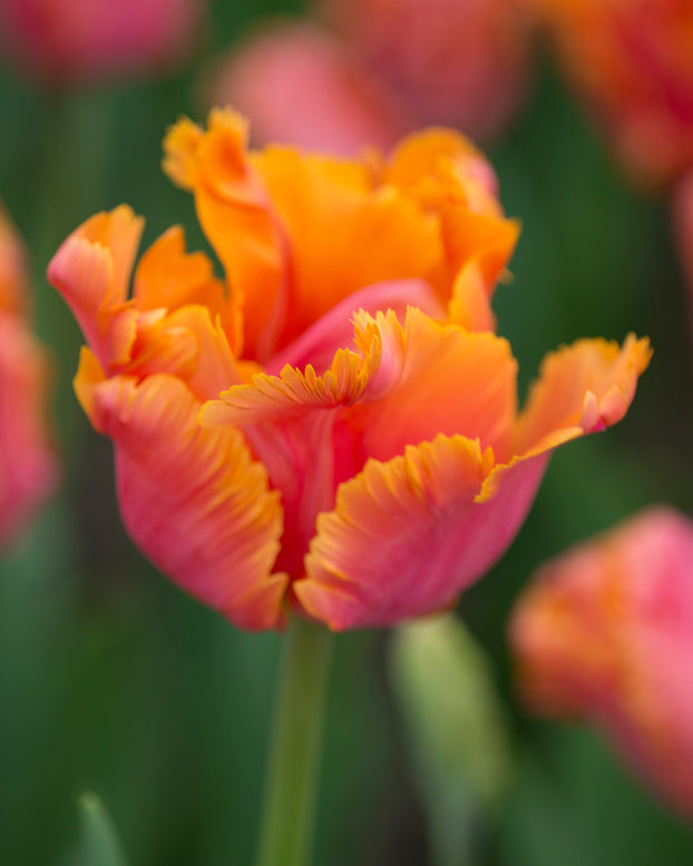 Tulip 'Amazing Parrot'