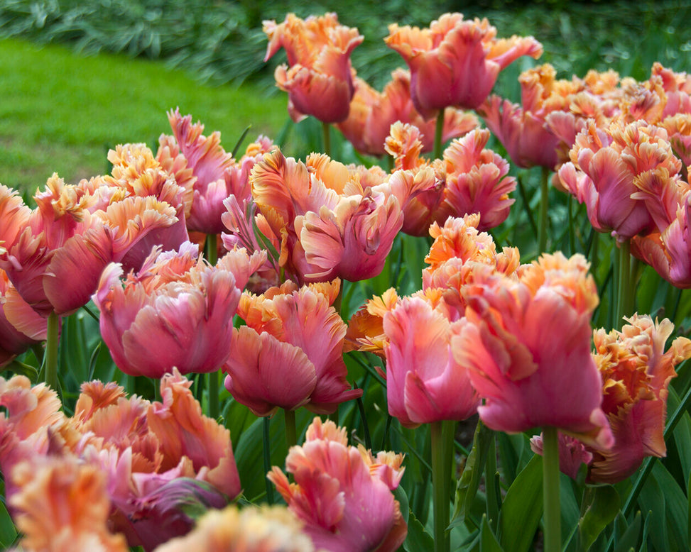 Tulip 'Amazing Parrot'