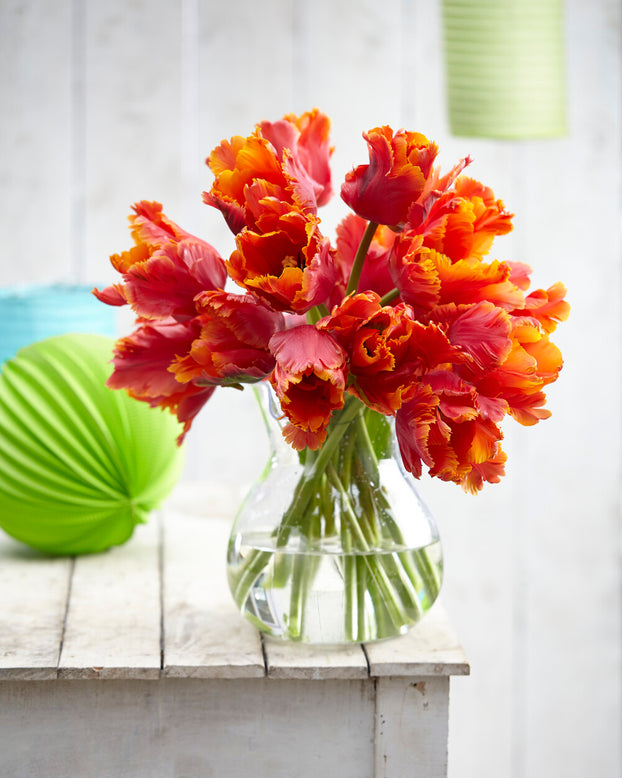 Tulip 'Amazing Parrot'