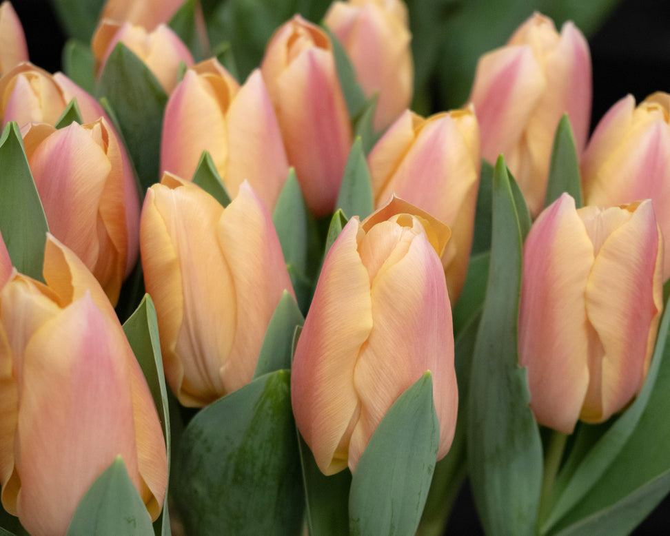 Tulip 'Apricot Favourite'