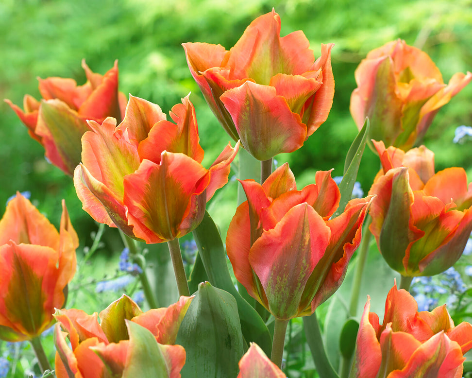 Tulip 'Artist'