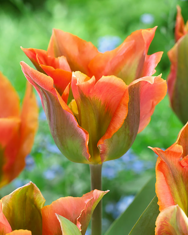 Tulip 'Artist'