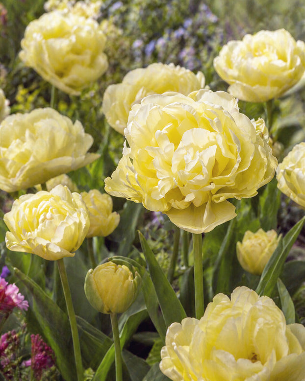 Tulip 'Avant Garde'