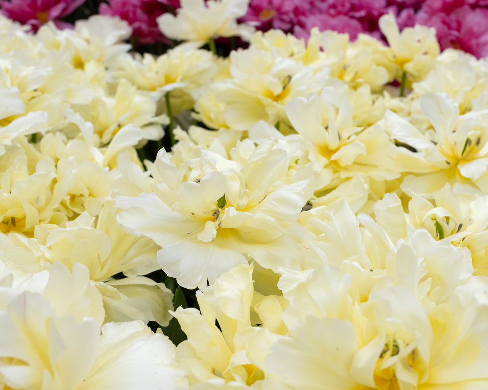 Tulip 'Avant Garde'